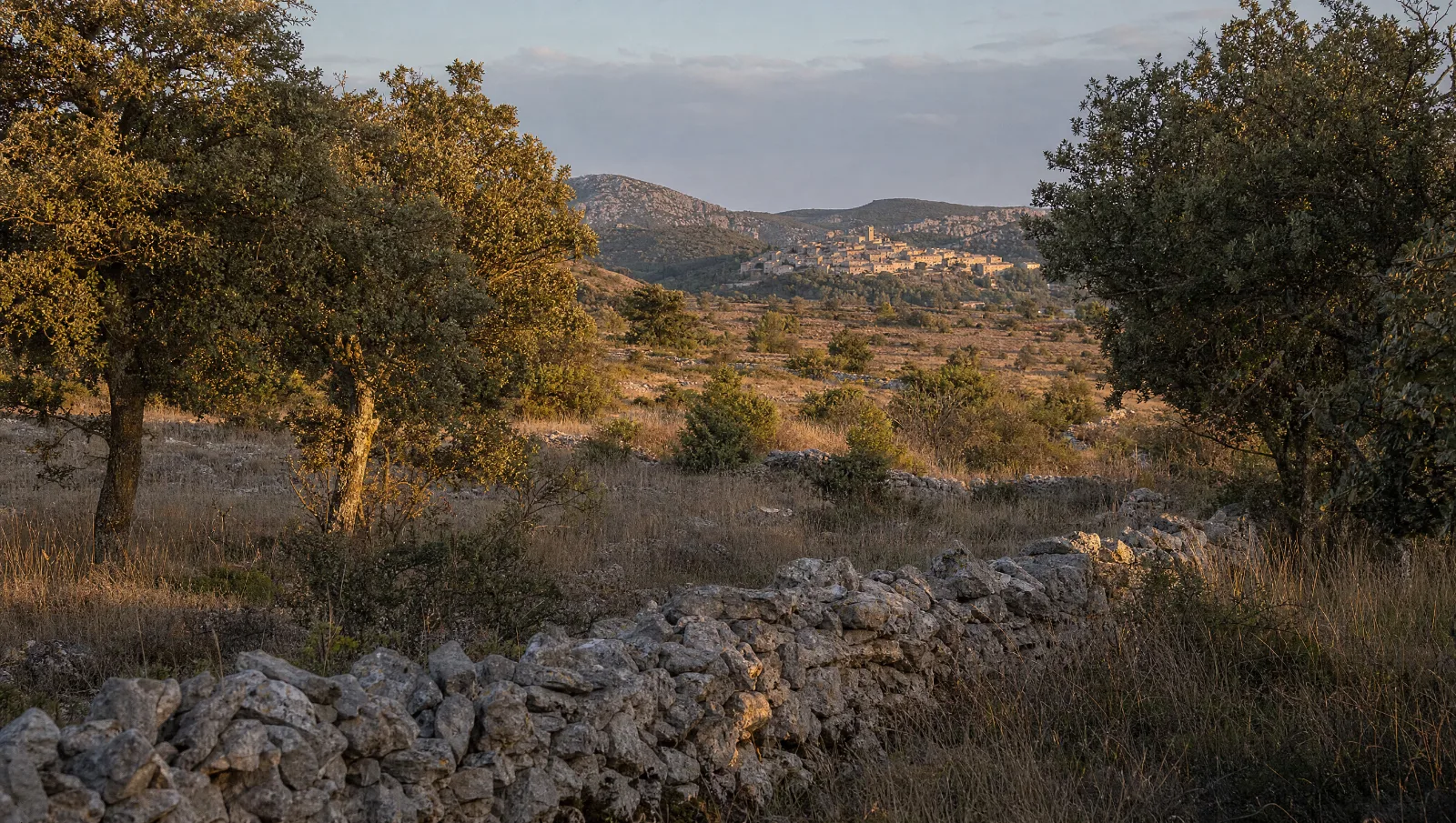 Garrigue près de Clermont-l'Hérault, murets de pierre sèche, chênes verts et village au loin (illustration)