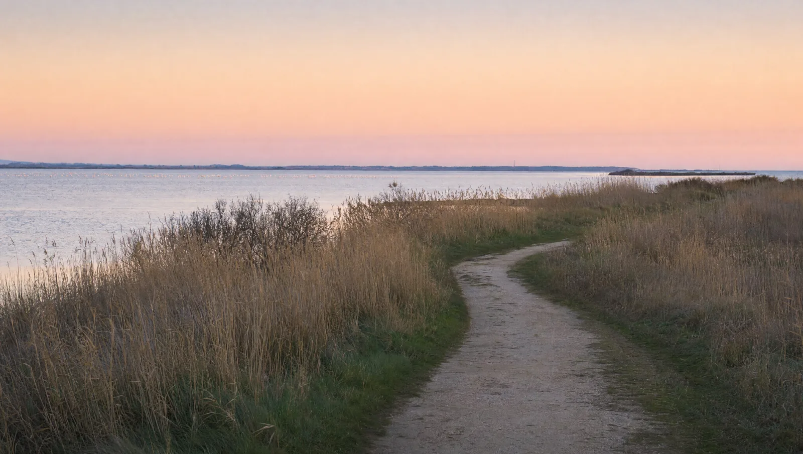 Chemin au bord de l'étang près de Frontignan, roseaux et lumière rose du soir (illustration)