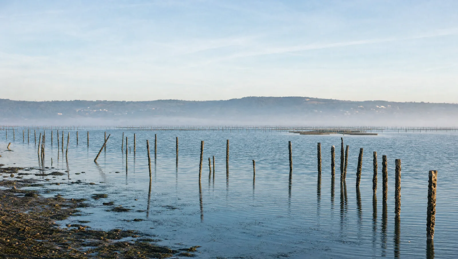 Rive de l'étang de Thau près de Mèze, poteaux d'élevage dans une eau calme (illustration)